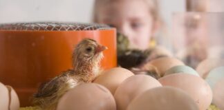 Kükenschlüpfen in der PHÄNOMENTA Kükenschlüpfen