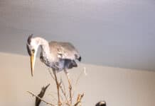 Waldmuseum Glücksburg Waldmuseum Glücksburg