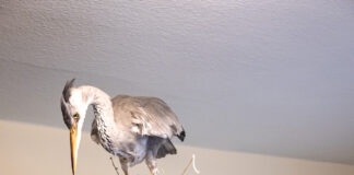 Waldmuseum Glücksburg Waldmuseum Glücksburg