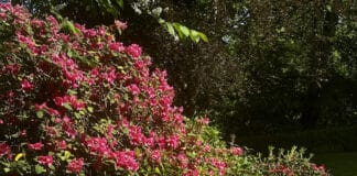 Berthold Hamer – 5.000 Buchseiten über Glücksburg und die Landschaft Angeln Straßen und Stadtteile: Berthold Hamer – 5.000 Buchseiten über Glücksburg und die Landschaft Angeln