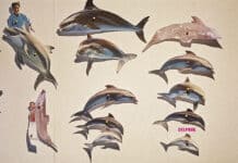 Delphin. Oder im Freibad meiner Gefühle Delphin. Oder im Freibad meiner Gefühle