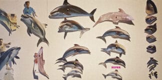 Delphin. Oder im Freibad meiner Gefühle Delphin. Oder im Freibad meiner Gefühle