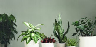 Pflanzen allein zu Haus Pflanzen allein zu Haus