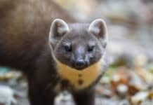 Marders Lieblingsspeise: Kabel und Schläuche Marders Lieblingsspeise: Kabel und Schläuche