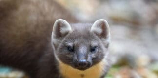 Marders Lieblingsspeise: Kabel und Schläuche Marders Lieblingsspeise: Kabel und Schläuche