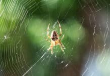 Ultraschall gegen Spinnen Ultraschall gegen Spinnen