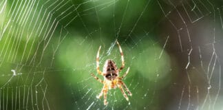 Ultraschall gegen Spinnen Ultraschall gegen Spinnen