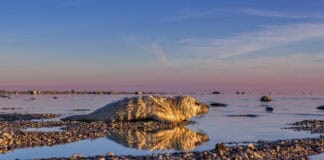 SHMF – Unsere Meere SHMF - Unsere Meere