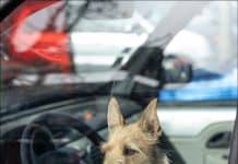 Haustiere im Sommer: Wenn Hitze zur Gefahr wird Haustiere im Sommer: Wenn Hitze zur Gefahr wird