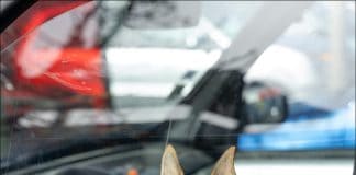 Haustiere im Sommer: Wenn Hitze zur Gefahr wird Haustiere im Sommer: Wenn Hitze zur Gefahr wird