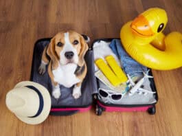Mit dem Hund in den Urlaub: Achtung Leishmaniose! Mit dem Hund in den Urlaub: Achtung Leishmaniose!