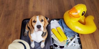 Mit dem Hund in den Urlaub: Achtung Leishmaniose! Mit dem Hund in den Urlaub: Achtung Leishmaniose!