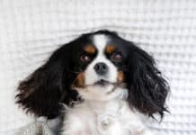 Umweltallergien nehmen zu – Was Hundebesitzer wissen müssen Umweltallergien nehmen zu - Was Hundebesitzer wissen müssen