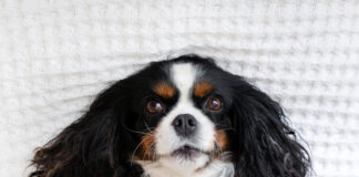 Umweltallergien nehmen zu – Was Hundebesitzer wissen müssen Umweltallergien nehmen zu - Was Hundebesitzer wissen müssen