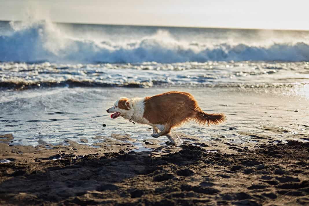 Urlaub mit Hund geplant? 4 Tipps für unbeschwerte Tage im In- und Ausland