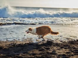 Urlaub mit Hund geplant? 4 Tipps für unbeschwerte Tage im In- und Ausland Urlaub mit Hund geplant? 4 Tipps für unbeschwerte Tage im In- und Ausland