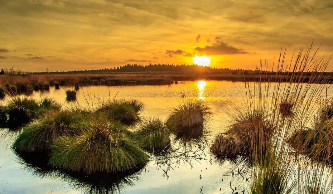 Klimatour ins Stiftungsland Jardelunder Moor