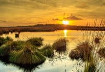 Klimatour ins Stiftungsland Jardelunder Moor Klimatour ins Stiftungsland Jardelunder Moor