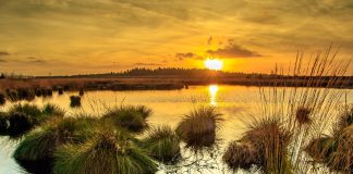 Klimatour ins Stiftungsland Jardelunder Moor Klimatour ins Stiftungsland Jardelunder Moor