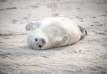 Tierisch wild in Schleswig-Holstein: Kegelrobben, Nandus und Vogelparadiese an Nord- und Ostsee