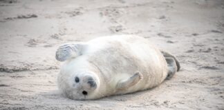 Tierisch wild in Schleswig-Holstein: Kegelrobben, Nandus und Vogelparadiese an Nord- und Ostsee