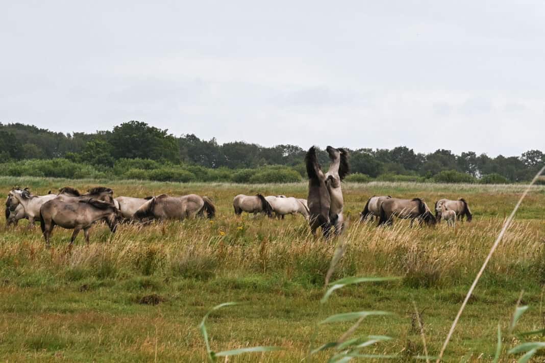 Tierisch wild in Schleswig-Holstein: Zwischen blauen Fröschen, Vogelschwärmen und Wildpferden