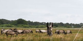 Tierisch wild in Schleswig-Holstein: Zwischen blauen Fröschen, Vogelschwärmen und Wildpferden Tierisch wild in Schleswig-Holstein: Zwischen blauen Fröschen, Vogelschwärmen und Wildpferden