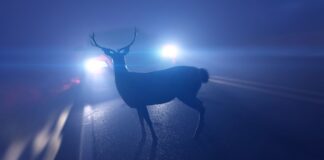 Wildunfälle im Herbst: ACV warnt vor erhöhter Gefahr Wildunfälle im Herbst: ACV warnt vor erhöhter Gefahr