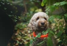 Gassi-Runden im Dunkeln – Nicht Jeder-Hunds Sache Gassi-Runden im Dunkeln - Nicht Jeder-Hunds Sache