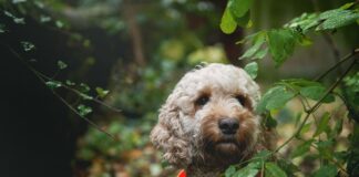 Gassi-Runden im Dunkeln – Nicht Jeder-Hunds Sache Gassi-Runden im Dunkeln - Nicht Jeder-Hunds Sache