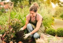 Gärtnern im Herbst: Mit torffreier Erde Klimaschutz pflanzen Gärtnern im Herbst: Mit torffreier Erde Klimaschutz pflanzen