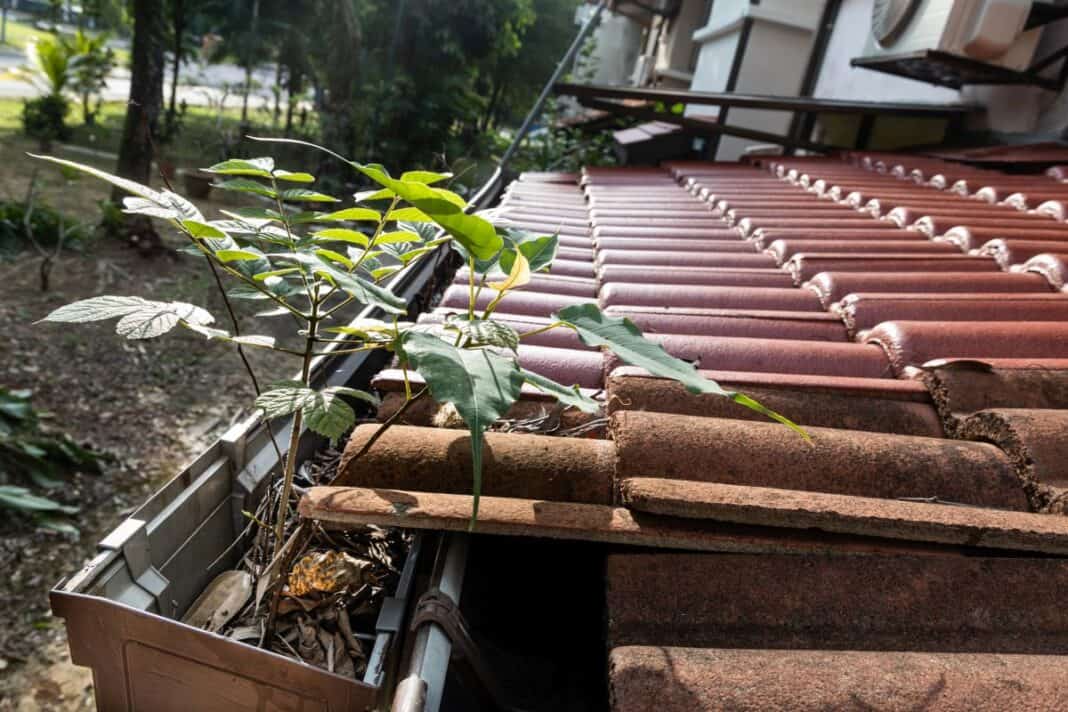 Teure Schäden drohen: Dachrinnen im Herbst reinigen