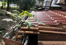 Teure Schäden drohen: Dachrinnen im Herbst reinigen Teure Schäden drohen: Dachrinnen im Herbst reinigen