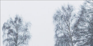 Fahrsicherheit: Winter- oder Ganzjahresreifen? Fahrsicherheit: Winter- oder Ganzjahresreifen?