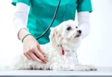 Herzerkrankungen beim Hund: Hör auf sein Herz Herzerkrankungen beim Hund: Hör auf sein Herz