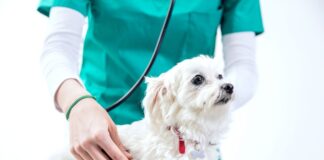 Herzerkrankungen beim Hund: Hör auf sein Herz Herzerkrankungen beim Hund: Hör auf sein Herz