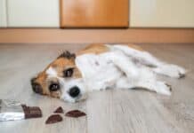 Sicher durch die Weihnachtszeit: Worauf Tierhalter jetzt achten müssen Sicher durch die Weihnachtszeit: Worauf Tierhalter jetzt achten müssen