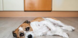 Sicher durch die Weihnachtszeit: Worauf Tierhalter jetzt achten müssen Sicher durch die Weihnachtszeit: Worauf Tierhalter jetzt achten müssen