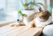 Arthrose bei Katzen: schmerzhaft und doch oft unerkannt Arthrose bei Katzen: schmerzhaft und doch oft unerkannt