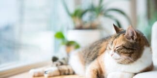 Arthrose bei Katzen: schmerzhaft und doch oft unerkannt Arthrose bei Katzen: schmerzhaft und doch oft unerkannt