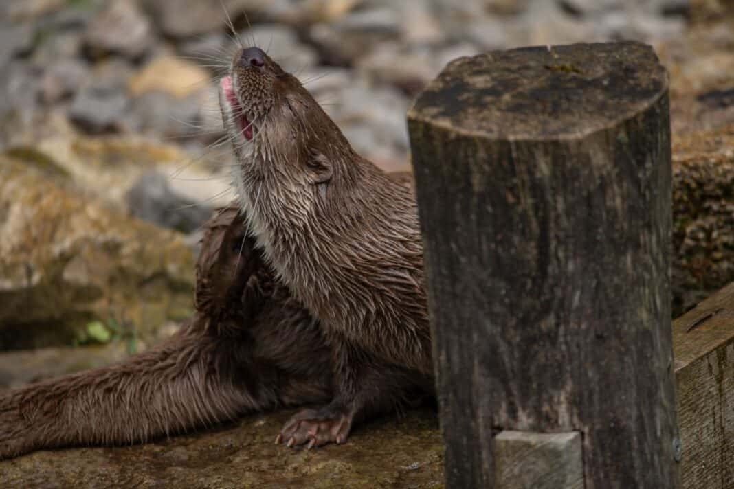 Aktiv ins neue Jahr starten: Fuchs, Hase, Maus und Otter machen vor, wie es geht