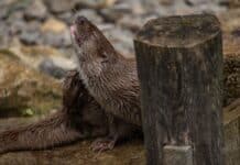 Aktiv ins neue Jahr starten: Fuchs, Hase, Maus und Otter machen vor, wie es geht Aktiv ins neue Jahr starten: Fuchs, Hase, Maus und Otter machen vor, wie es geht