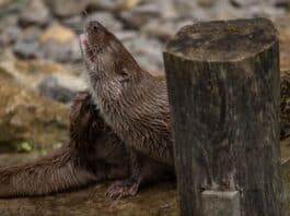Aktiv ins neue Jahr starten: Fuchs, Hase, Maus und Otter machen vor, wie es geht Aktiv ins neue Jahr starten: Fuchs, Hase, Maus und Otter machen vor, wie es geht