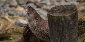 Aktiv ins neue Jahr starten: Fuchs, Hase, Maus und Otter machen vor, wie es geht Aktiv ins neue Jahr starten: Fuchs, Hase, Maus und Otter machen vor, wie es geht