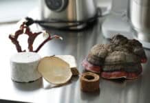 Collaborative Funghi Art Exhibition – Pilze statt Plastik Collaborative Funghi Art Exhibition - Pilze statt Plastik