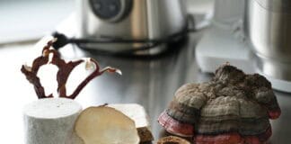 Collaborative Funghi Art Exhibition – Pilze statt Plastik Collaborative Funghi Art Exhibition - Pilze statt Plastik