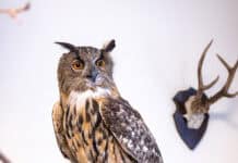 Waldmuseum Glücksburg – ideal für Groß und Klein Waldmuseum Glücksburg - ideal für Groß und Klein