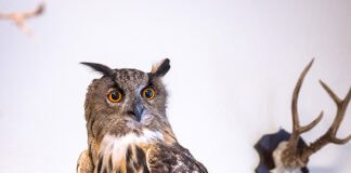 Waldmuseum Glücksburg – ideal für Groß und Klein Waldmuseum Glücksburg - ideal für Groß und Klein