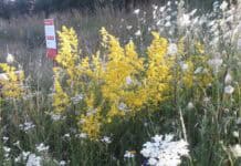 1. Glücksburger Saatgutbörse bei artefact 1.Glücksburger Saatgutbörse bei artefact