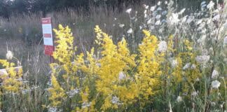 1. Glücksburger Saatgutbörse bei artefact 1.Glücksburger Saatgutbörse bei artefact